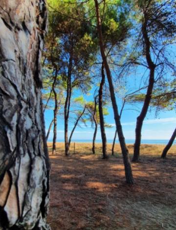 Bosco di pini al mare, luce filtrante, serenità e brezza marina.
